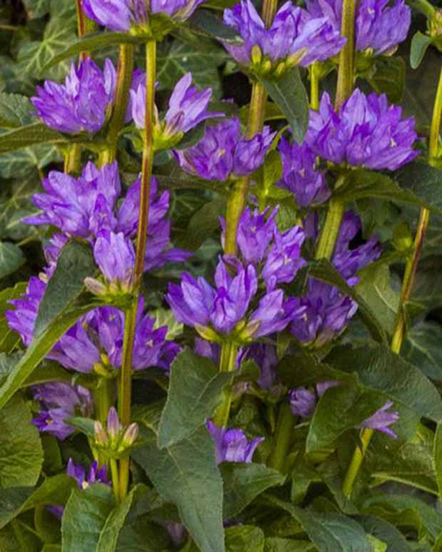 Campanule agglomérée Freya - Campanula glomerata freya - Plantes d'extérieur