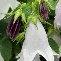 Campanule hybride Iridescent Bells - Campanula iribella iridescent bells - Plantes d'extérieur