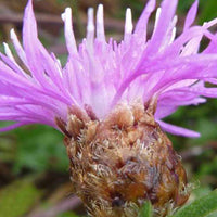 3 Centaurées jacées - Centaurea jacea - Plantes d'extérieur