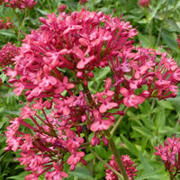 3 Valériane Rosenrot - Centranthus ruber rosenrot - Plantes d'extérieur