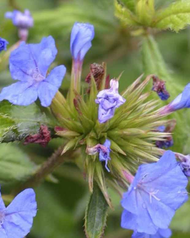 Plumbago de Willmott Forest Blue -Dentelaire arbustive - Ceratostigma willmottianum lice forest blue - Plantes d'extérieur