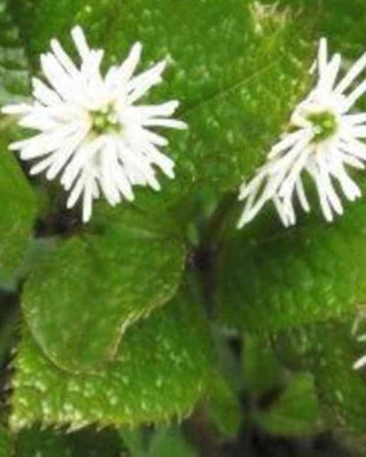 Chloranthe du Japon - Chloranthus japonicus - Plantes d'extérieur