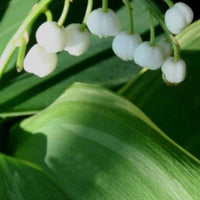 Muguet Hofheim - Convallaria majalis hofheim - Plantes d'extérieur