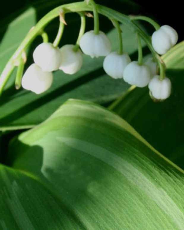 Muguet Hofheim - Convallaria majalis hofheim - Plantes d'extérieur