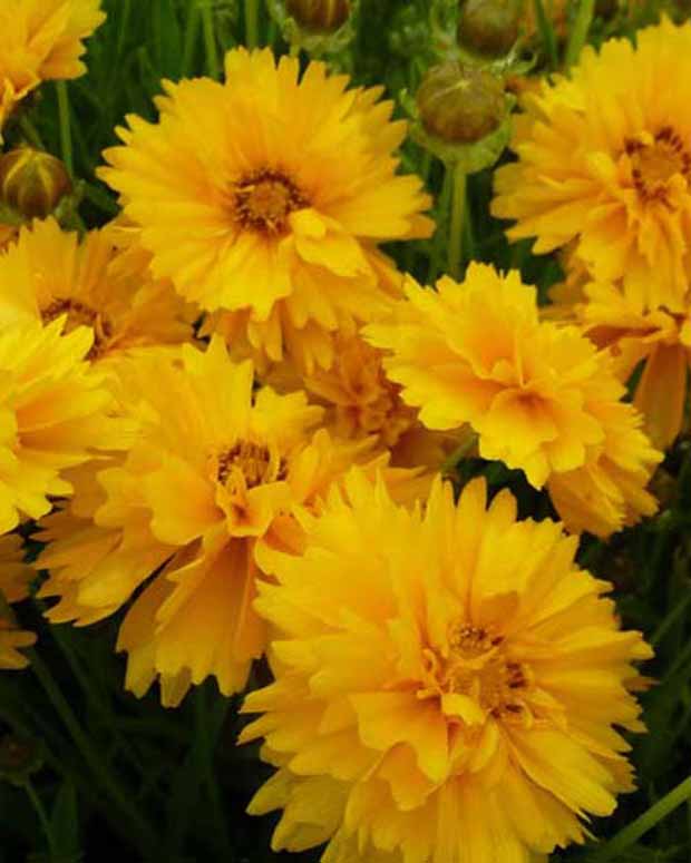 3 Coreopsis à grandes fleurs Sunray - Coreopsis grandiflora sunray - Plantes d'extérieur