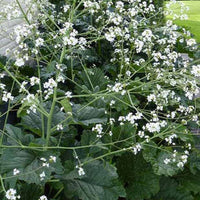 Chou nuage blanc - Crambe cordifolia - Plantes vivaces