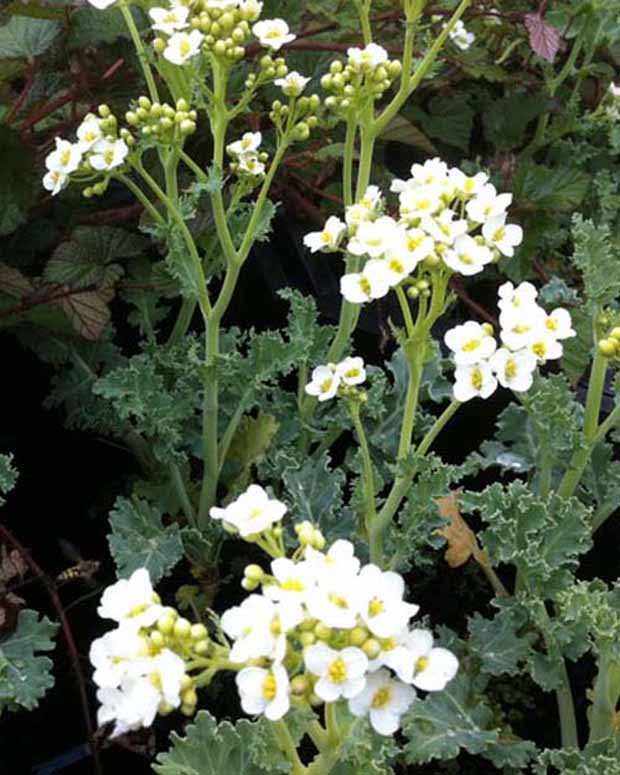 Crambe maritima choux maritime - Crambe maritima - Plantes vivaces