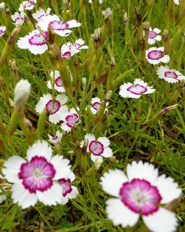 3 Œillets à delta Arctic Fire - Dianthus deltoides arctic fire - Plantes vivaces