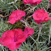 3 Œillets de la Pentecôte Badenia - Dianthus gratianopolitanus badenia - Plantes d'extérieur