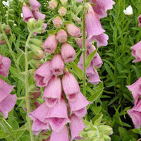 3 Digitales Mertonensis - Digitalis mertonensis - Plantes d'extérieur