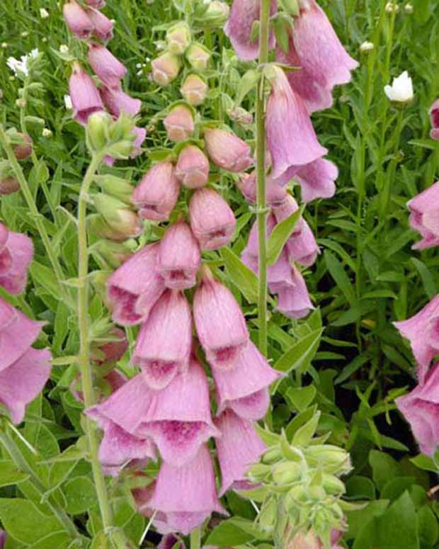 3 Digitales Mertonensis - Digitalis mertonensis - Plantes d'extérieur