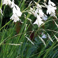 Canne à pêche des anges Album - Dierama pulcherrimum album - Plantes d'extérieur