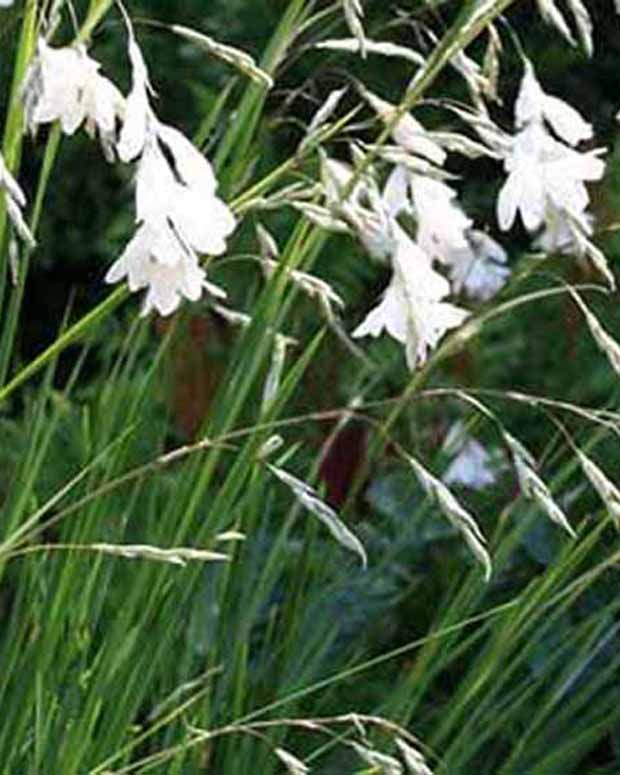 Canne à pêche des anges Album - Dierama pulcherrimum album - Plantes d'extérieur