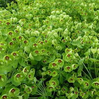 Euphorbe des bois Kolibri - Euphorbia amygdaloides kolibri - Plantes d'extérieur