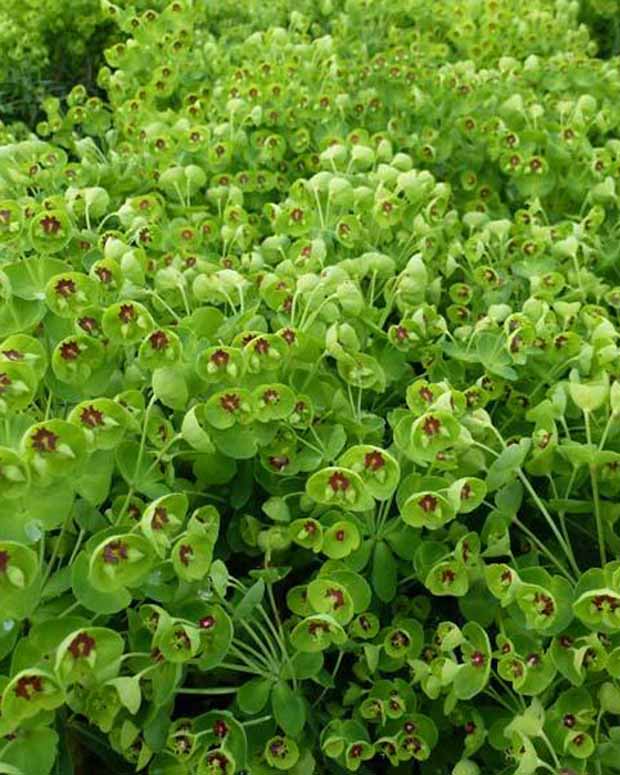 Euphorbe des bois Kolibri - Euphorbia amygdaloides kolibri - Plantes d'extérieur