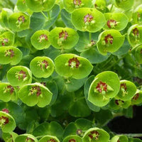 Euphorbe de Martin Baby Charm - Euphorbia martinii baby charm - Plantes d'extérieur