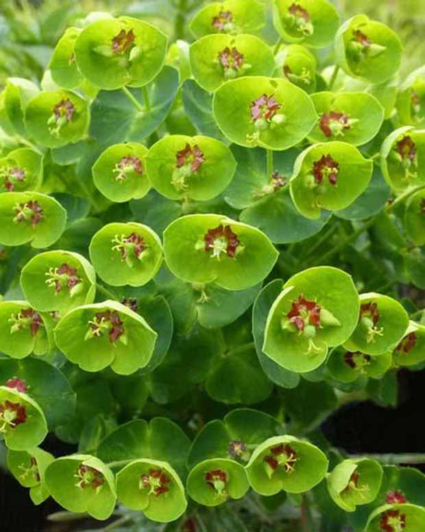 Euphorbe de Martin Baby Charm - Euphorbia martinii baby charm - Plantes vivaces