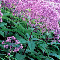 Eupatoire maculée Gateway - Eupatorium maculatum gateway - Plantes d'extérieur