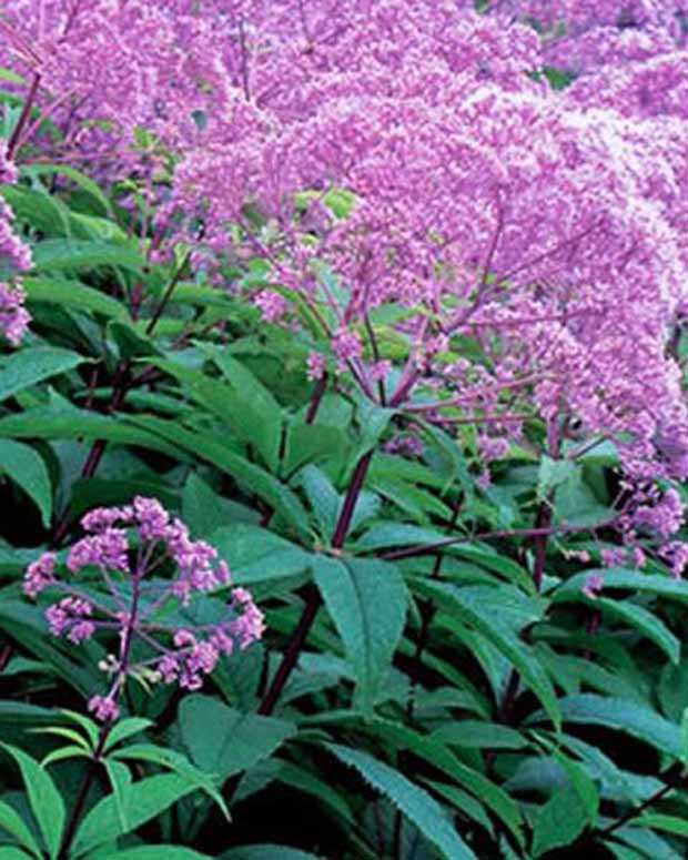 Eupatoire maculée Gateway - Eupatorium maculatum gateway - Plantes vivaces