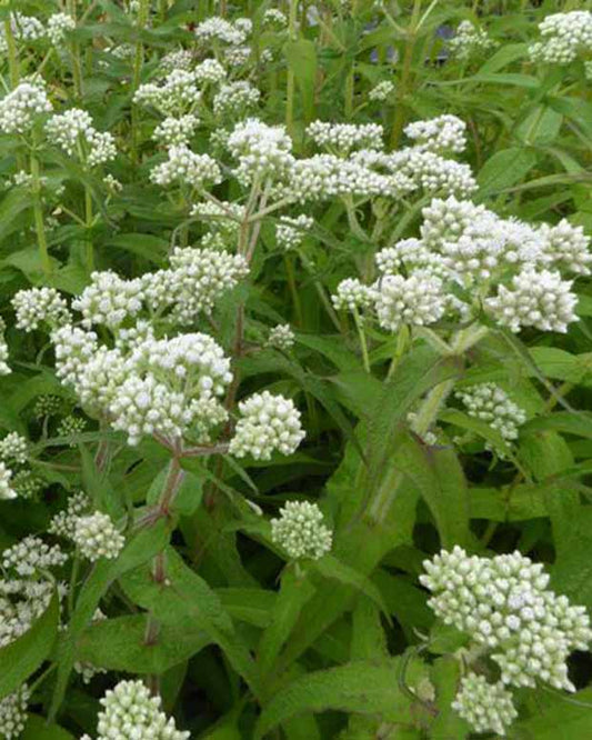 Eupatoire perfoliée - Eupatorium perfoliatum - Plantes d'extérieur