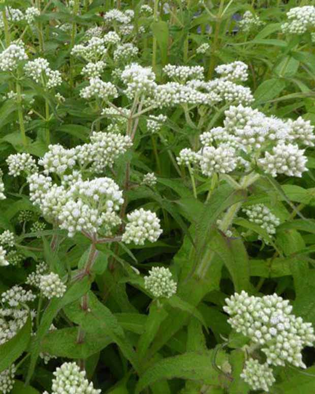 Eupatoire perfoliée - Eupatorium perfoliatum - Plantes vivaces