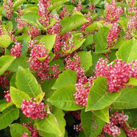 Renouée du Japon - Reynoutria compacta - Plantes d'extérieur