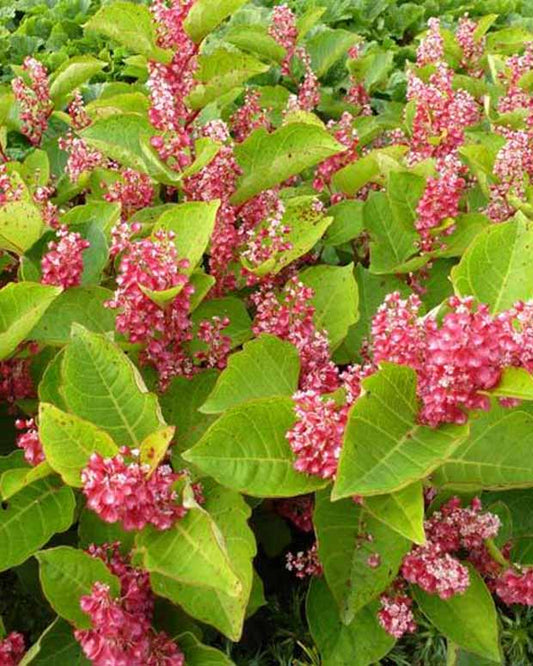 Renouée du Japon - Reynoutria compacta - Plantes d'extérieur