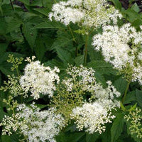 Filipendule pourpre Alba - Reine des prés - Filipendula purpurea alba - Plantes d'extérieur