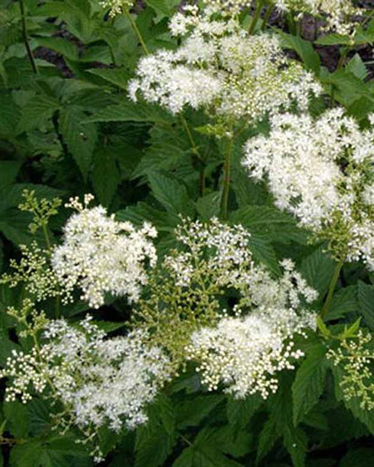 Filipendule pourpre Alba - Reine des prés - Filipendula purpurea alba - Plantes d'extérieur