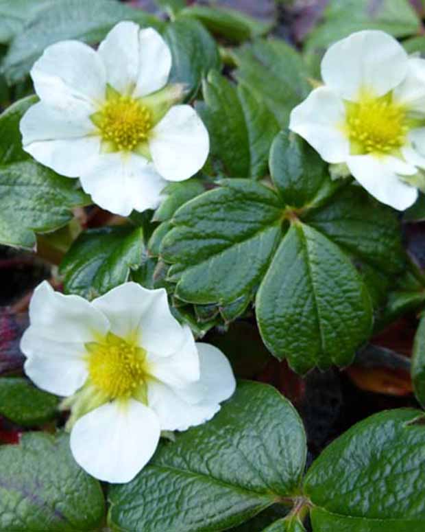 Fraisier du Chili - Fragaria chiloensis - Plantes d'extérieur