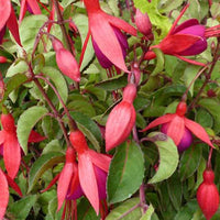 Fuchsia Mrs Popple - Fuchsia mrs popple - Pour pot et balconnière
