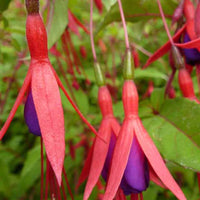 Fuchsia rustique à feuilles pourpres - Fuchsia magellanica var. gracilis - Terrasses et balcons