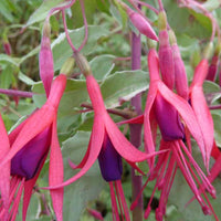 Fuchsia de Magellan Tricolor - Fuchsia magellanica tricolor - Terrasses et balcons