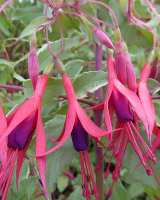 Fuchsia de Magellan Tricolor - Fuchsia magellanica tricolor - Terrasses et balcons