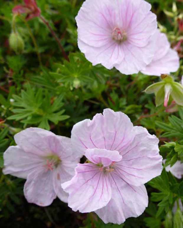 Géranium vivace sanguin Apfelblüte - Geranium sanguineum apfelblüte - Plantes d'extérieur