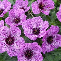 Géranium vivace Laurence Flatman - Geranium cinereum laurence flatman - Plantes d'extérieur