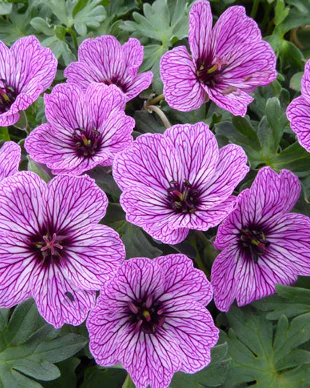 Géranium vivace Laurence Flatman - Geranium cinereum laurence flatman - Plantes d'extérieur