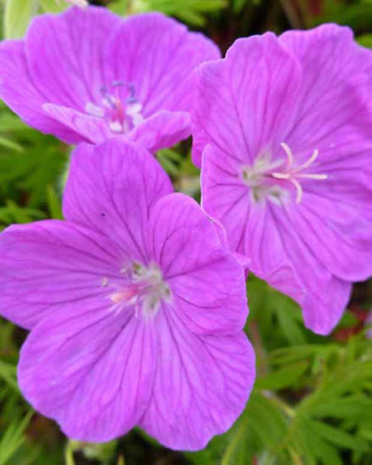 Géranium vivace sanguin Cedric Morris - Geranium sanguineum cedric morris - Plantes d'extérieur