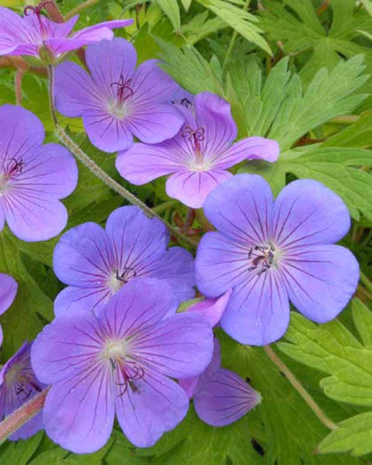 Géranium vivace Blue Sunrise - Geranium blogold blue sunrise - Plantes d'extérieur