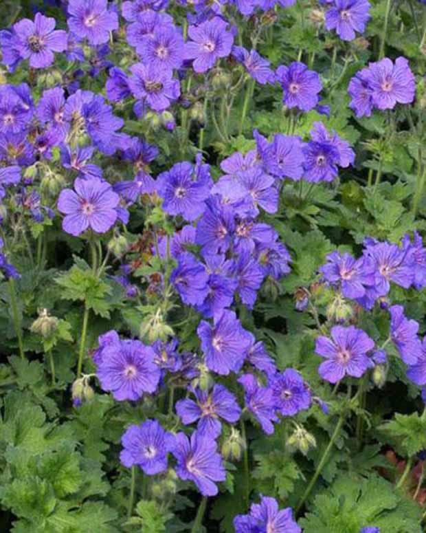 Géranium vivace à fleur d'anémone - Geranium x magnificum anemoneflorum - Plantes d'extérieur