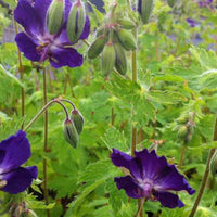 Géranium vivace Klepper - Geranium phaeum klepper - Plantes d'extérieur