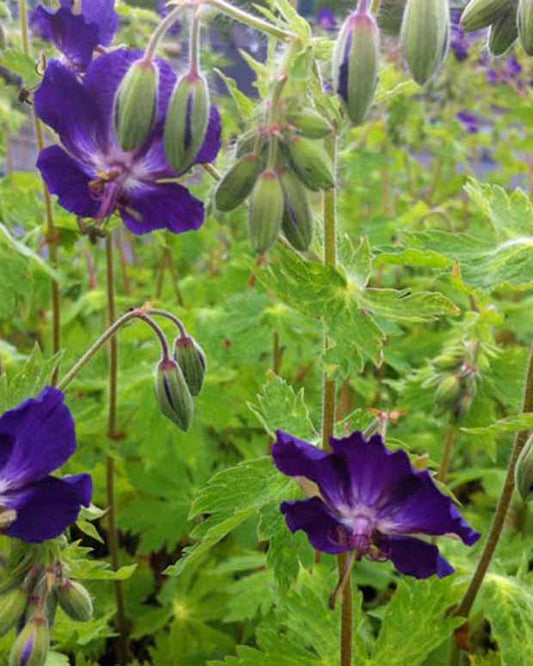 Géranium vivace Klepper - Geranium phaeum klepper - Plantes d'extérieur