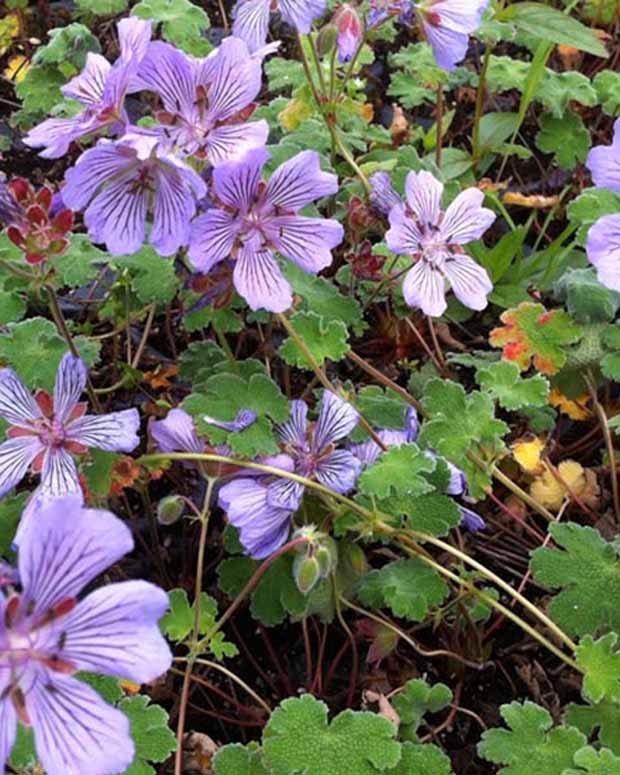 Géranium vivace Tcschelda - Geranium renardii tcschelda - Plantes vivaces