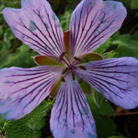 Géranium vivace Zetterlund - Geranium renardii zetterlund - Plantes d'extérieur