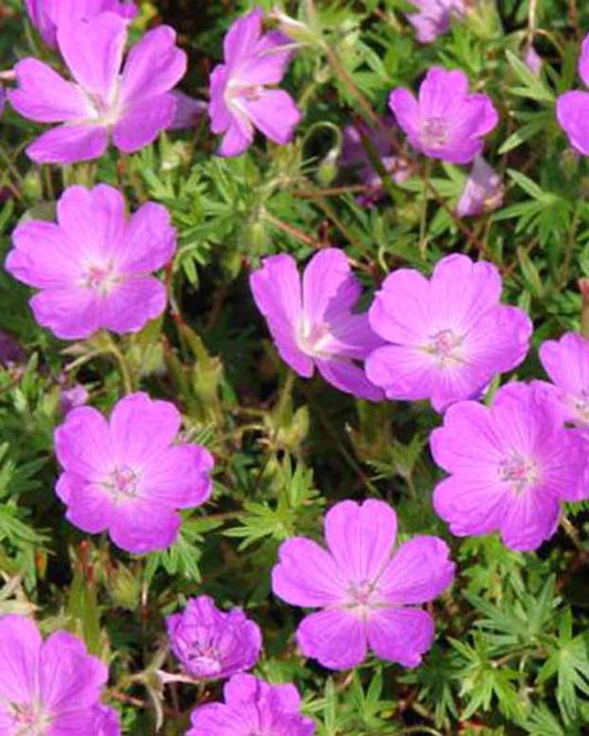 Géranium vivace sanguin Aviemore - Geranium sanguineum aviemore - Plantes d'extérieur