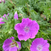 Geranium sanguineum elsbeth