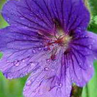 Géranium vivace sanguin Shooting Star - Geranium sanguineum shooting star - Plantes d'extérieur