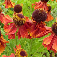 Hélénie Moerheim Beauty - Helenium moerheim beauty - Plantes d'extérieur