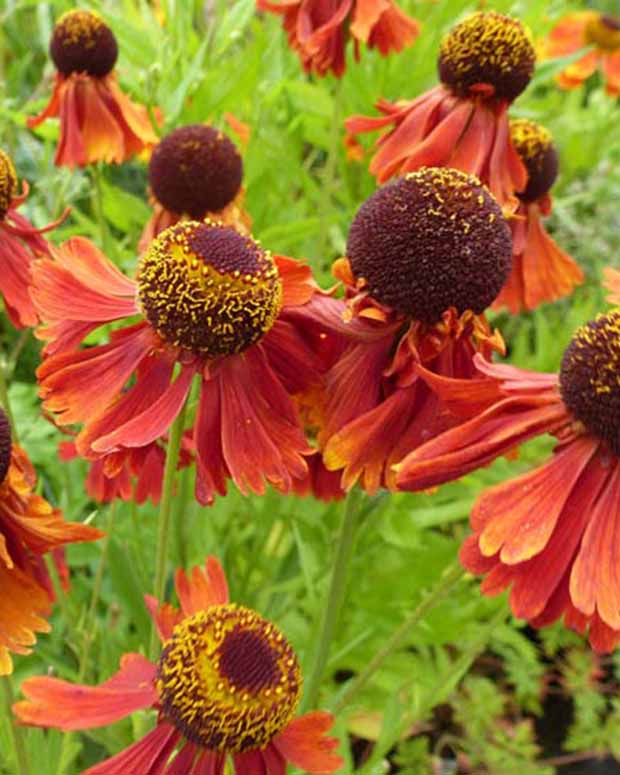 Hélénie Moerheim Beauty - Helenium moerheim beauty - Plantes d'extérieur