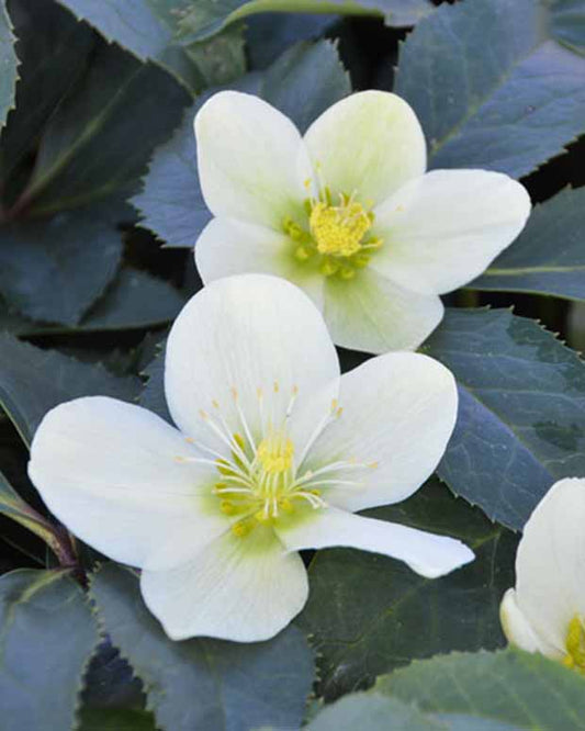 Hellébore Snow Love - Helleborus nigercors snow love - Plantes d'extérieur